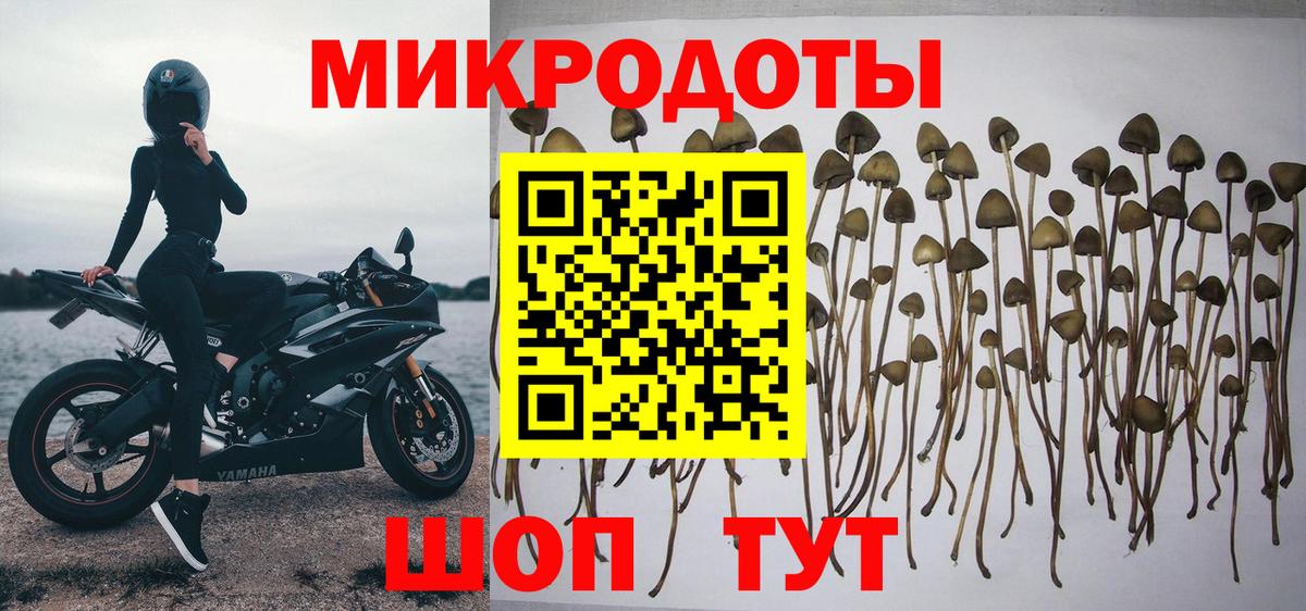 Псилоцибиновые грибы Psilocybine cubensis Волжский
